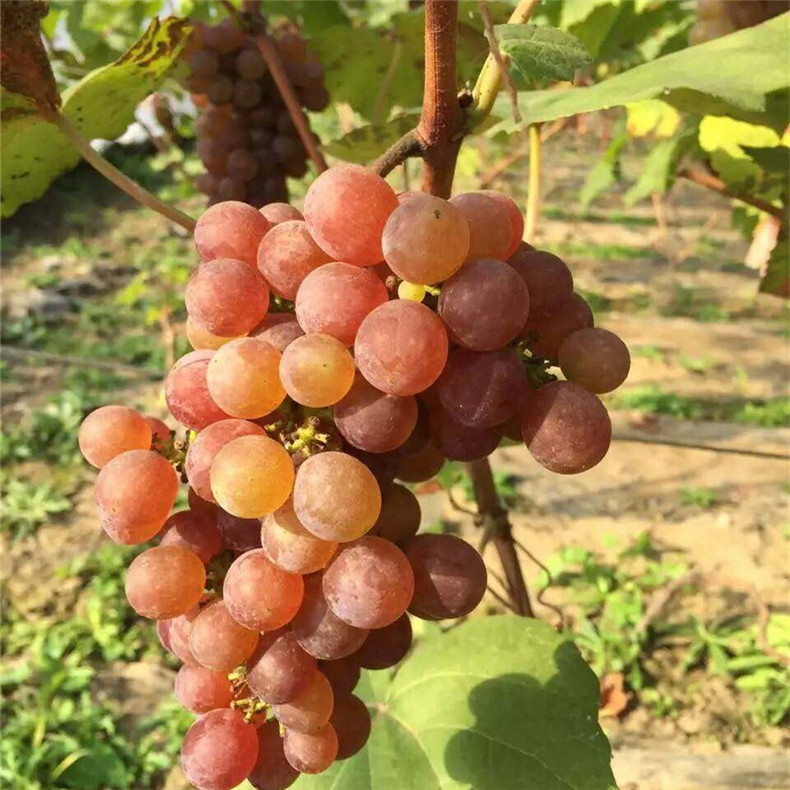 紅橋葡萄樹苗、紅橋葡萄秧苗怎么賣