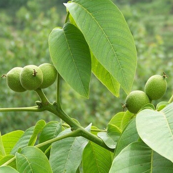菏澤核桃樹原生苗、菏澤核桃樹原生苗包郵價(jià)格