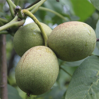 南通核桃樹(shù)原生苗、南通核桃樹(shù)品種苗種植時(shí)間