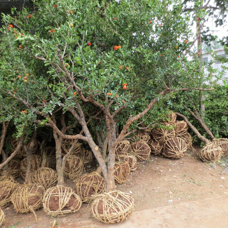 忠縣石榴樹苗、忠縣石榴樹種苗種植地