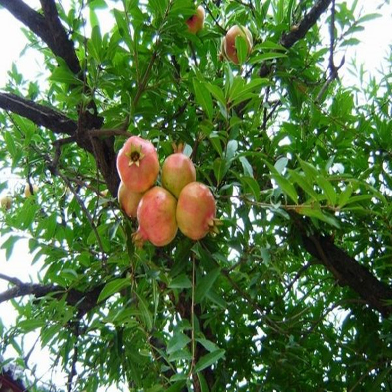 大青皮石榴樹苗、大青皮石榴樹嫁接苗種植株距行距
