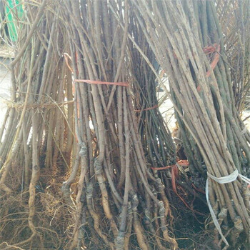 齊齊哈爾杏樹占地苗、齊齊哈爾杏樹嫁接苗全國包郵