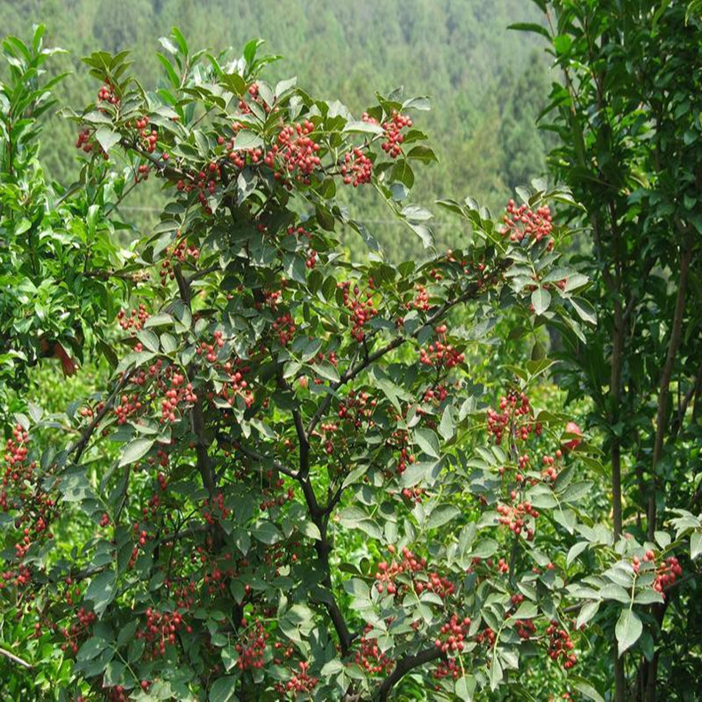 小紅袍花椒樹品種苗、小紅袍花椒樹苗種植資料