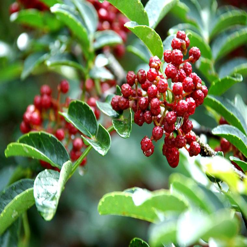 南充花椒樹實生苗、南充花椒苗新報價