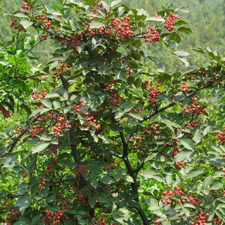 南充花椒樹實生苗、南充花椒苗新報價
