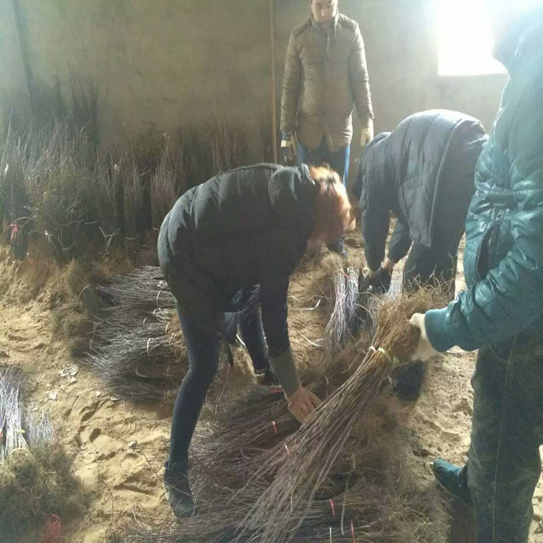 尖椒花椒树苗、尖椒食用花椒苗基地