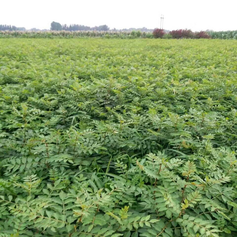 洛陽花椒樹種苗、洛陽花椒樹幼苗種植株距行距