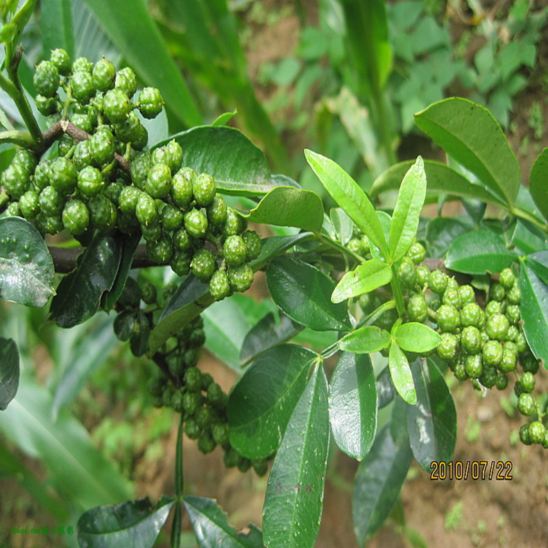 尖椒花椒树苗、尖椒食用花椒苗基地