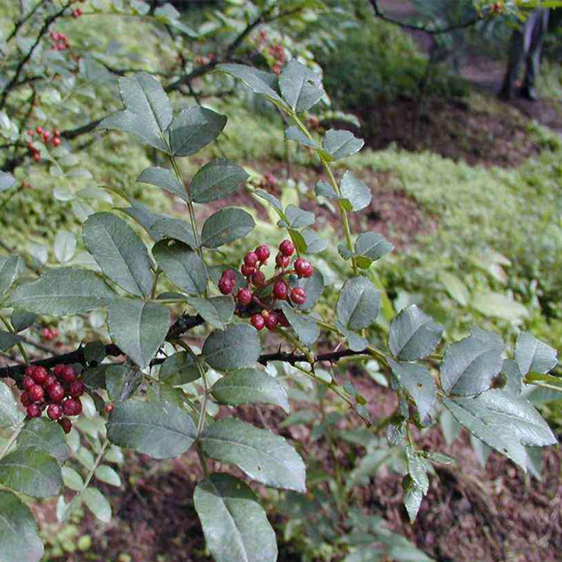 銀川花椒樹食用苗、銀川花椒成苗種植基地