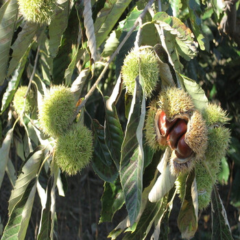 承德板栗樹、承德板栗樹實(shí)生苗種植佳間距