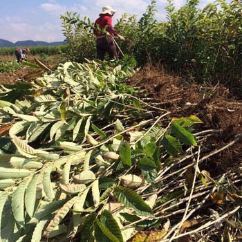 吳忠板栗樹成苗、吳忠板栗樹小苗種植時間