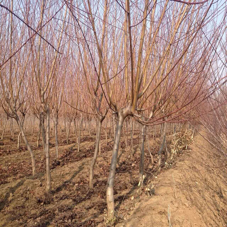 東營地徑四公分桃樹嫁接苗