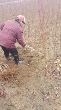 金秋黃油1號桃樹品種苗