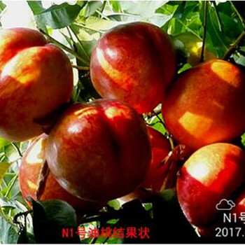 廣西桃樹(shù)苗