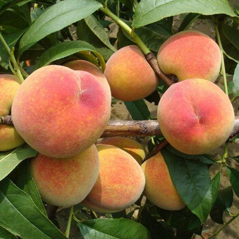 綏濱沙紅桃樹矮化苗