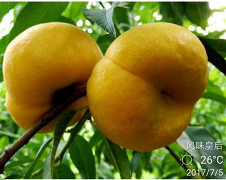 華玉桃桃樹