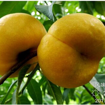 萬州桃樹壯苗