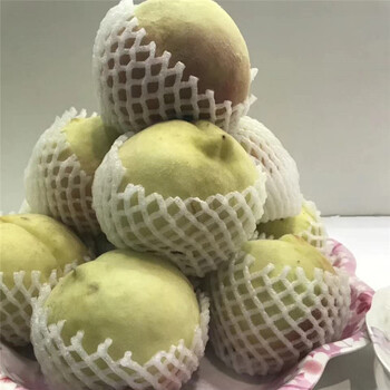 黑油皇后桃樹(shù)良苗
