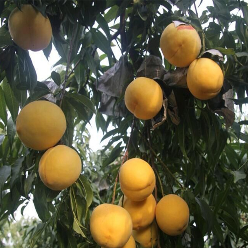 安次區(qū)紅芒果油桃樹幼苗