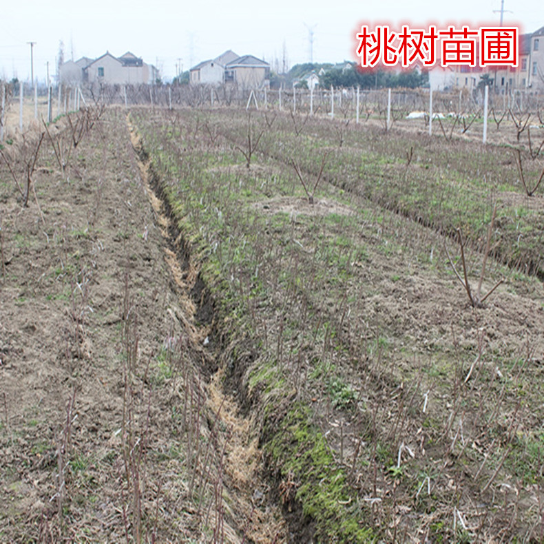 郴州蒙山樹成苗