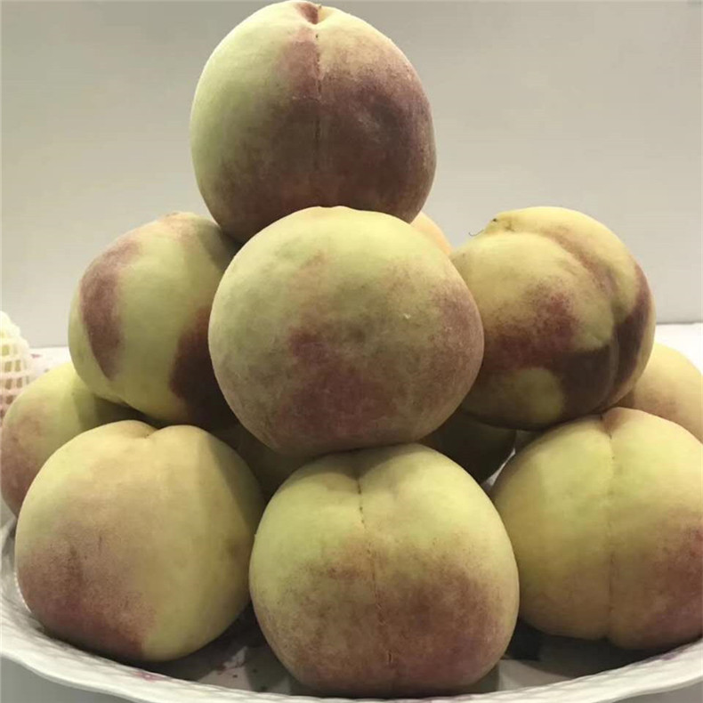開封油蟠7號桃樹小苗