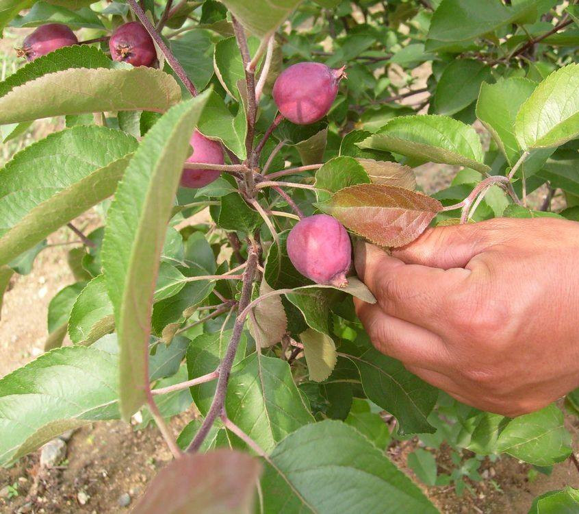 秀水蘋果樹成苗遷安接穗指導(dǎo)種植