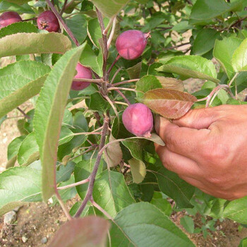 润太一号苹果树嫁接苗南市区种植株距行距