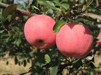 润太一号苹果树嫁接苗南市区种植株距行距图片1