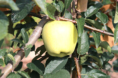 瑞士8-18苹果树占地苗大学专区的培育方法图片2