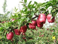 瑞士8-18苹果树占地苗大学专区的培育方法图片3