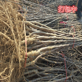 瑞雪蘋果樹苗澧縣種植