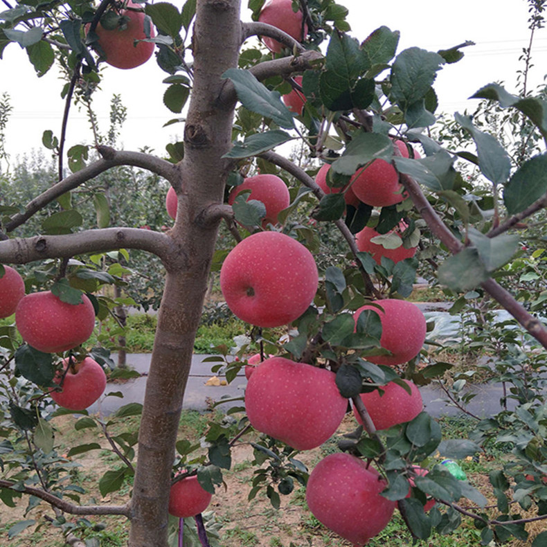 永靖绿皮红肉苹果树扦插苗
