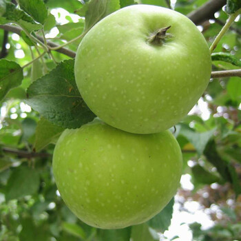 红将军苹果树品种苗南岔区全国包邮