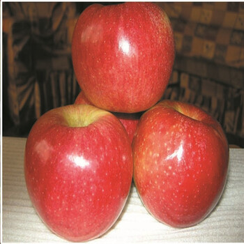 敦煌北斗蘋(píng)果樹(shù)嫁接苗