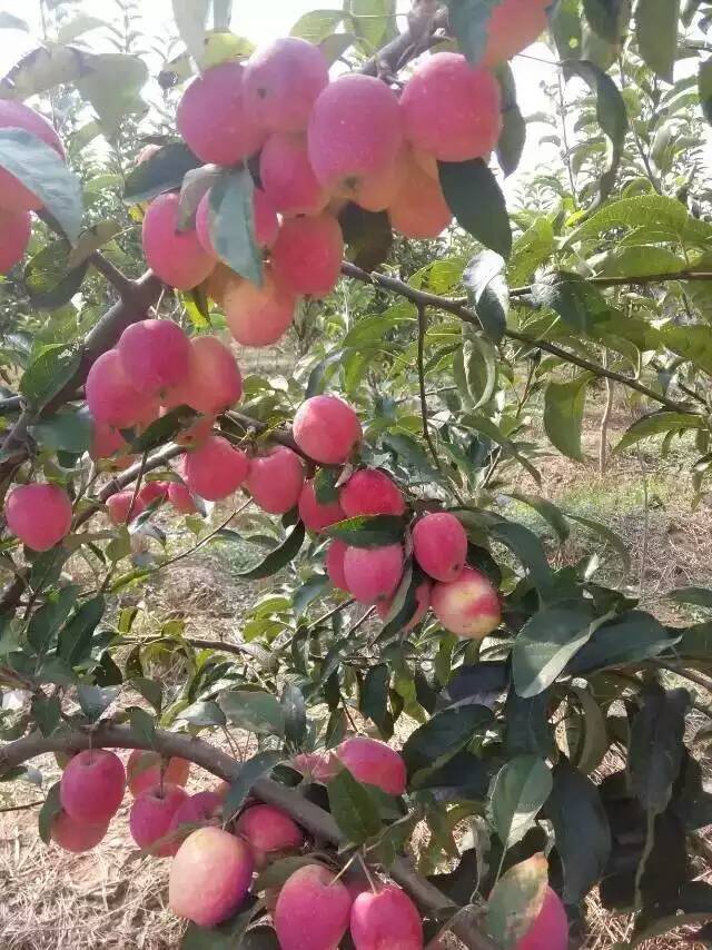 文登區(qū)紅寶石甜蘋果樹苗