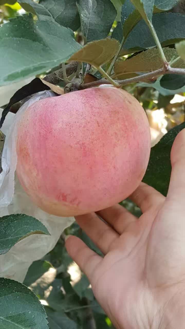謝家集區(qū)蘋果樹嫁接苗