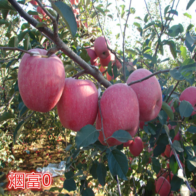 古城區(qū)蘋果樹苗
