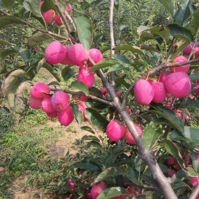 文登區(qū)紅寶石甜蘋果樹苗