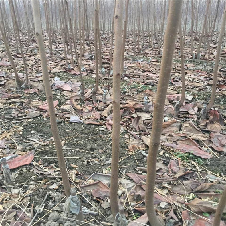一年蘋(píng)果苗怎么修剪，棗陽(yáng)蘋(píng)果樹(shù)苗種植佳間距