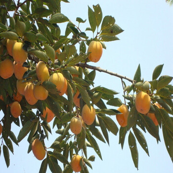 蕪湖蓋柿子樹(shù)壯苗