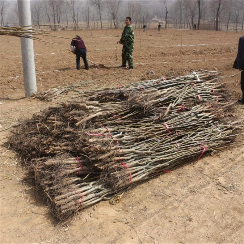 5公分蘋果苗繁育基地，趙縣蘋果樹苗園藝場