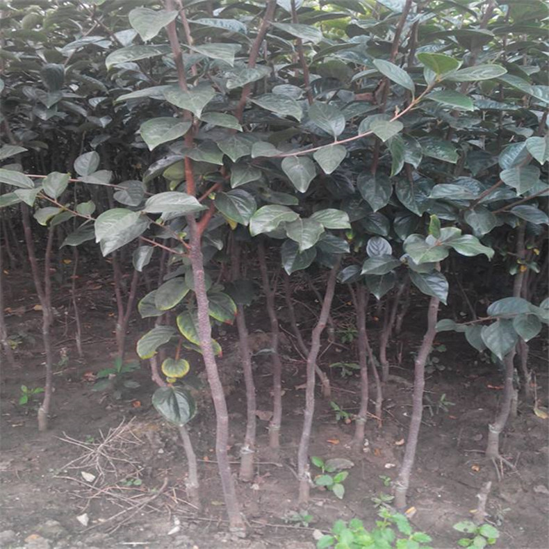 常熟八月紅柿子樹(shù)苗木