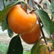 2cm苹果苗育苗技术，攀枝花苹果树苗种植基地