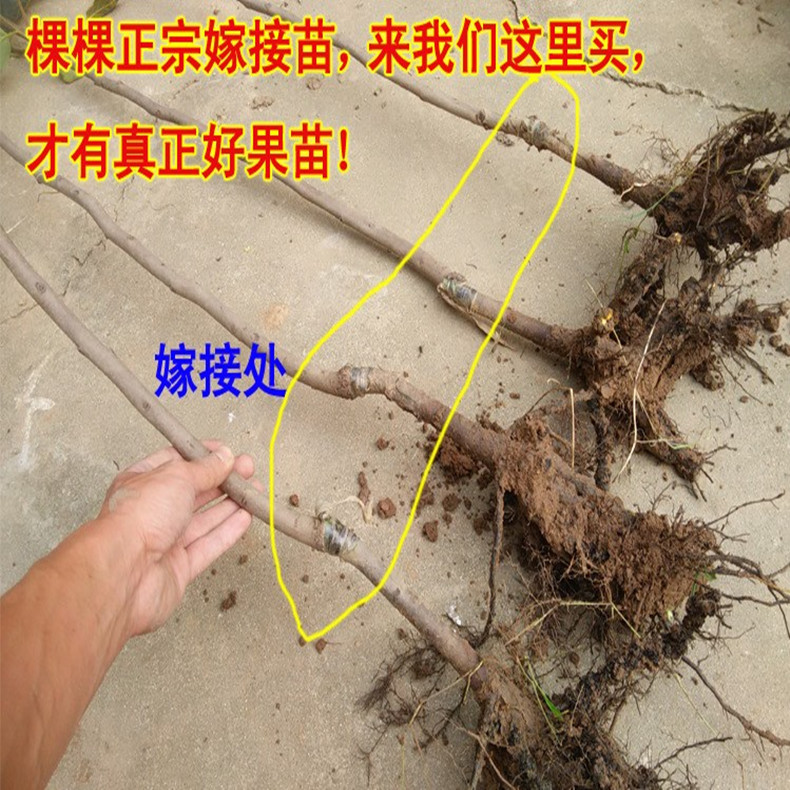 伊川種植柿子樹小苗