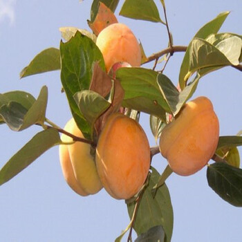張金鎮(zhèn)兩年生柿子樹(shù)
