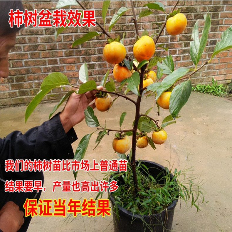 扦插蘋果苗哪個品種好，贊皇蘋果樹苗種植資料