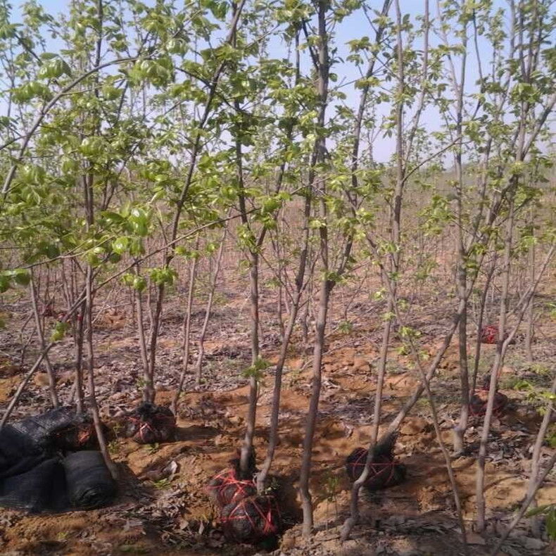 白河甜脆柿子樹小苗