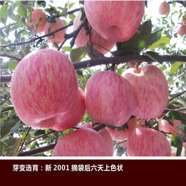 蘋果苗哪里有