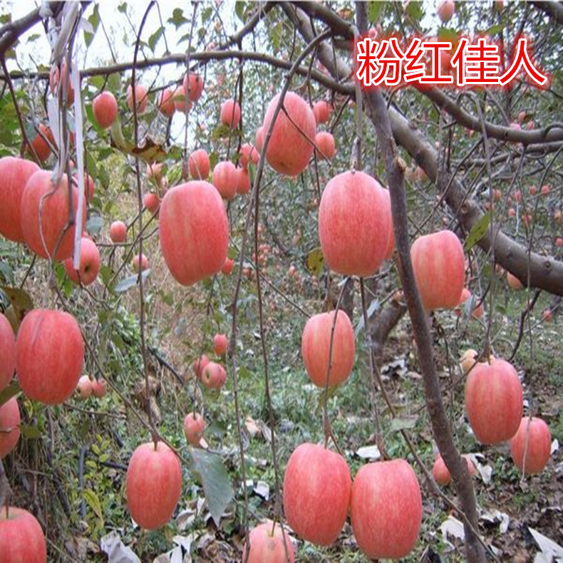 紅心紅富士蘋果苗