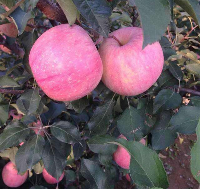 矮化蘋果苗價(jià)格